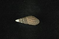 藏品(結節蜷)的圖片